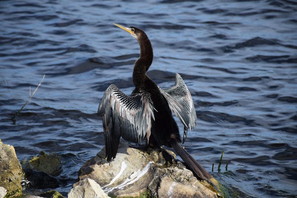 black anhinga on a stone on the shore of Lake Tohopekaliga, florida