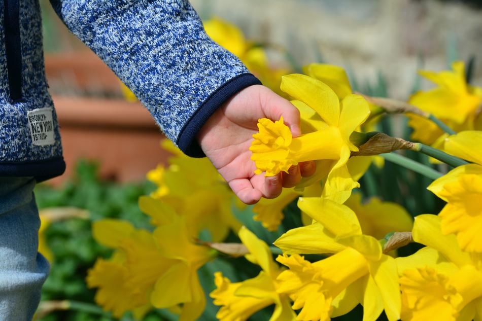 Daffodils flowers and Hand
