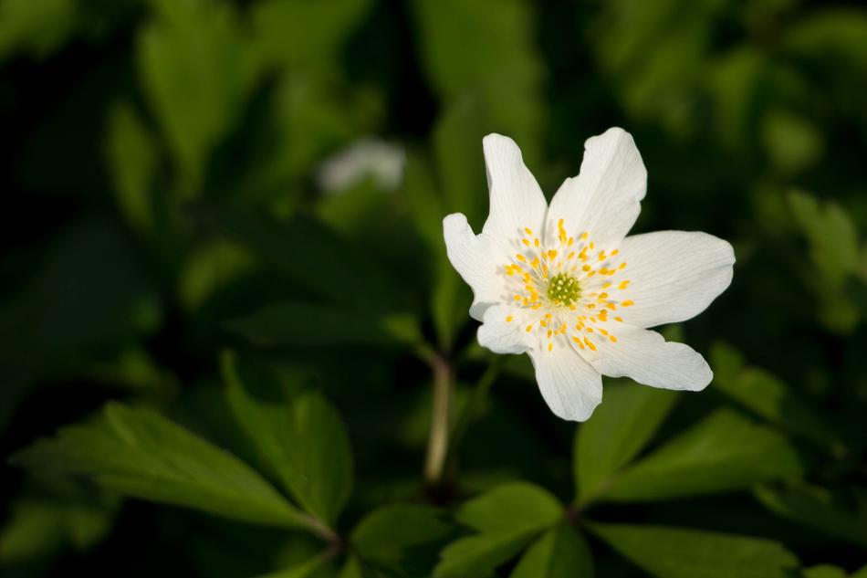 Close up of a white flower