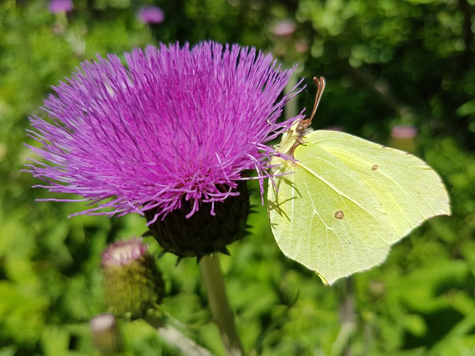 Pieridae Weislinge Gonepteryx insect