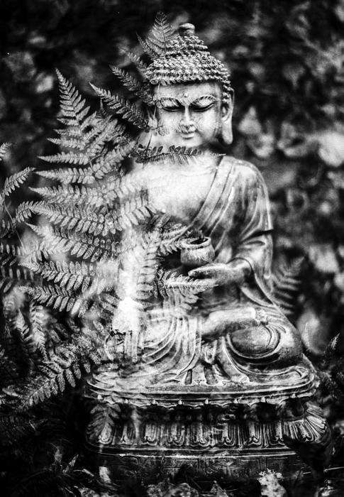 Buddha Leaf Religion