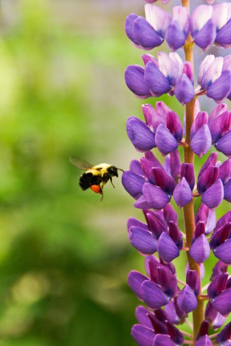 bumblebee in flight near lupine inflorescence