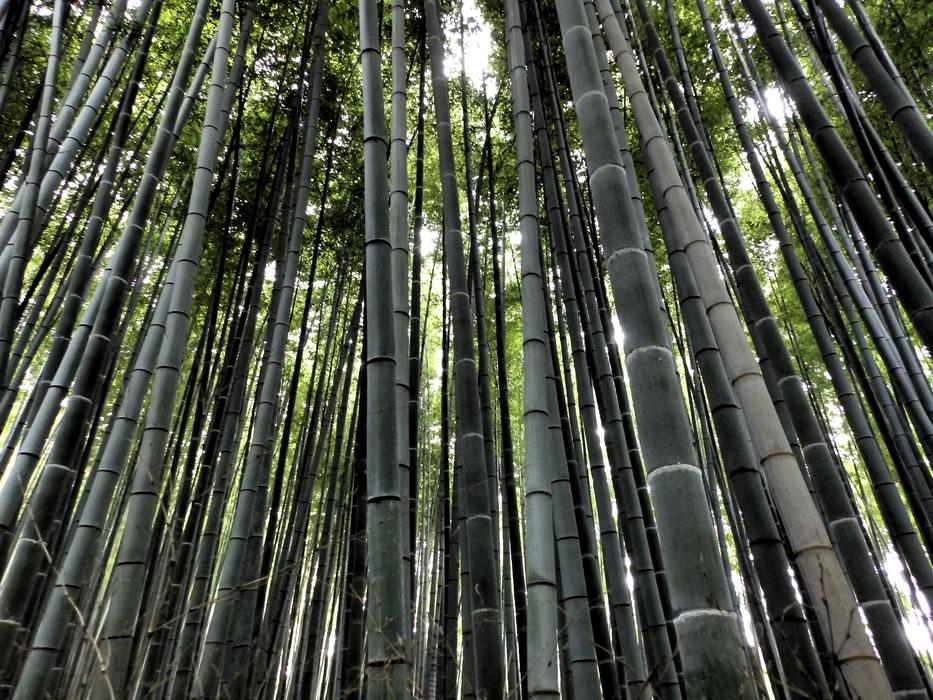 Arashiyama Bamboo Forest Japan
