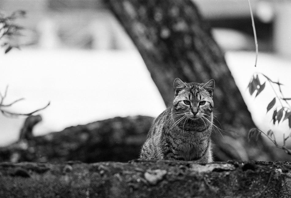 cat under the tree in monochrome blurred background