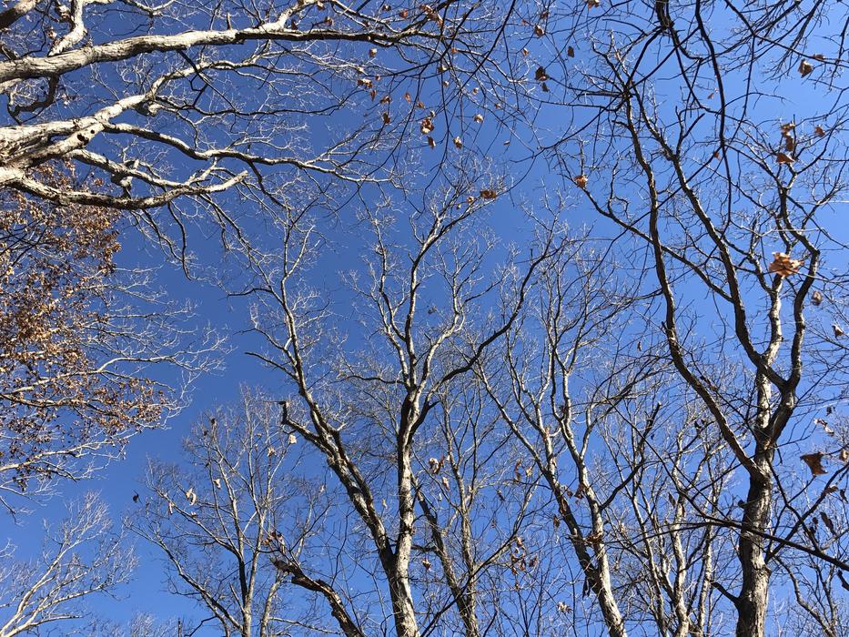 Trees Leaves Fall