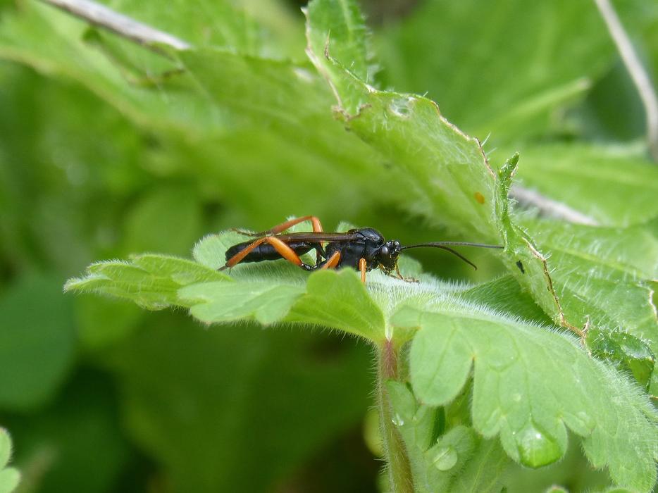 ichneumonoidea on a green plant