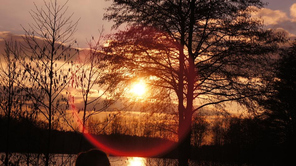bright sun illuminating the forest