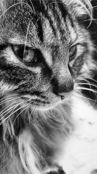Black And White picture of Cat