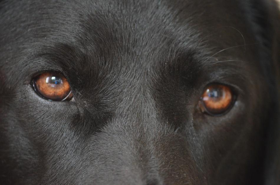Dogs Eyes Wat