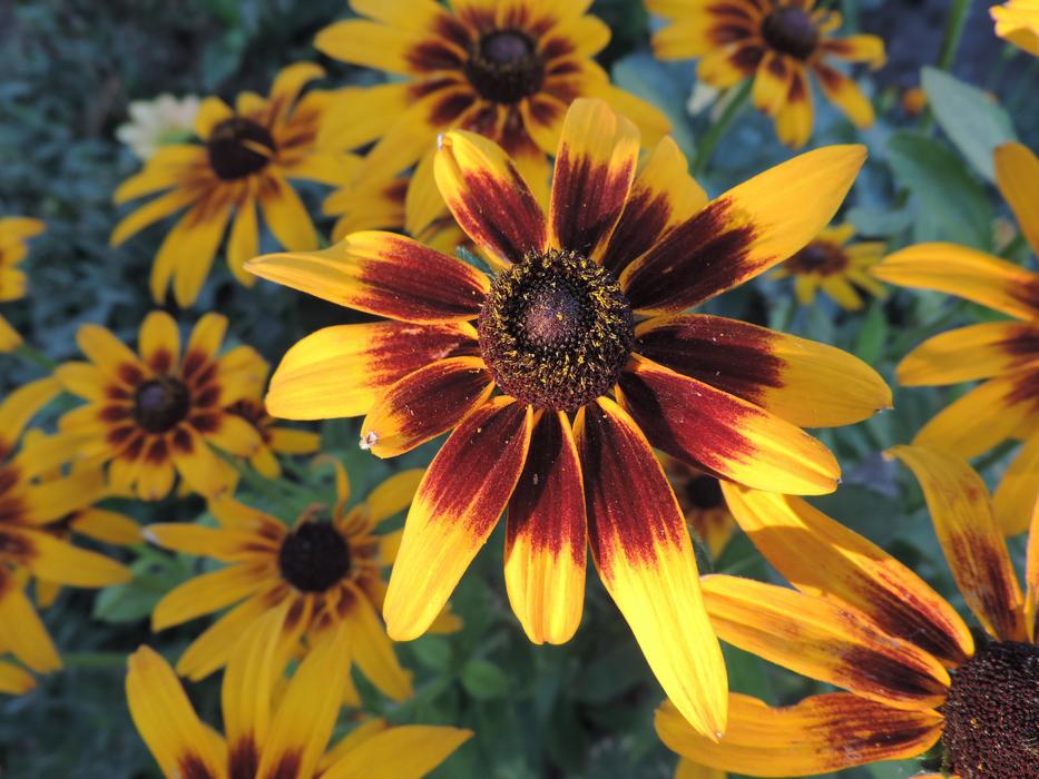 beautiful yellow flower buds