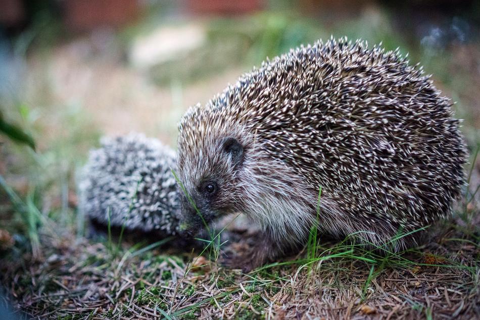 hedgehog close-up in a blurred background