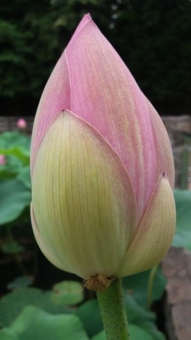 Lily Water Flower