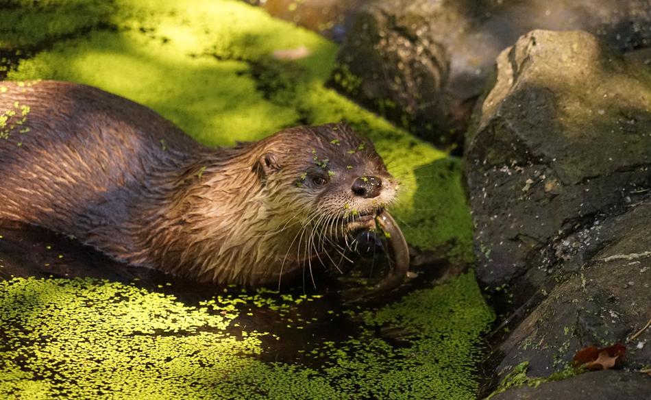 Cute and beautiful otter in the pond with green leaves, among the rocks