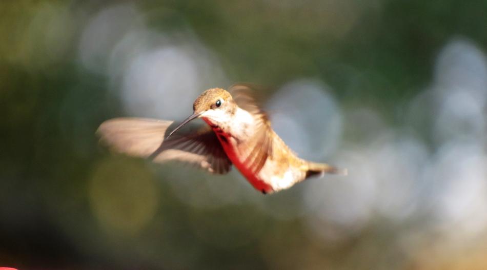 Colorful and beautiful, colorful, flying humming bird, at background with bokeh lights