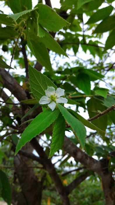 Spring flower sprouts on a tree