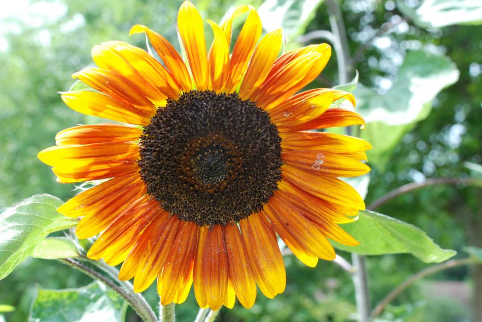 yellow sunflower illuminated by the sun