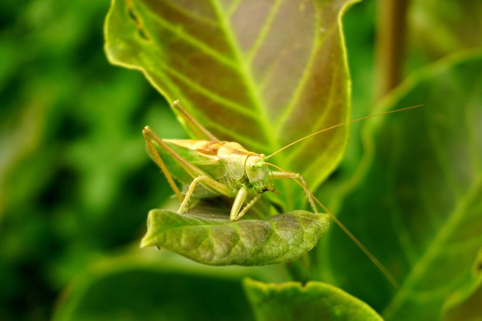 grasshopper in leaves in blurred background
