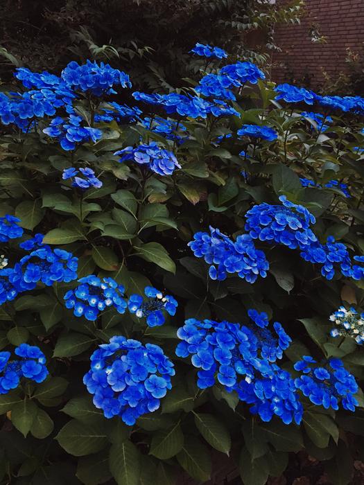 blue flowers in the forest on the bushes