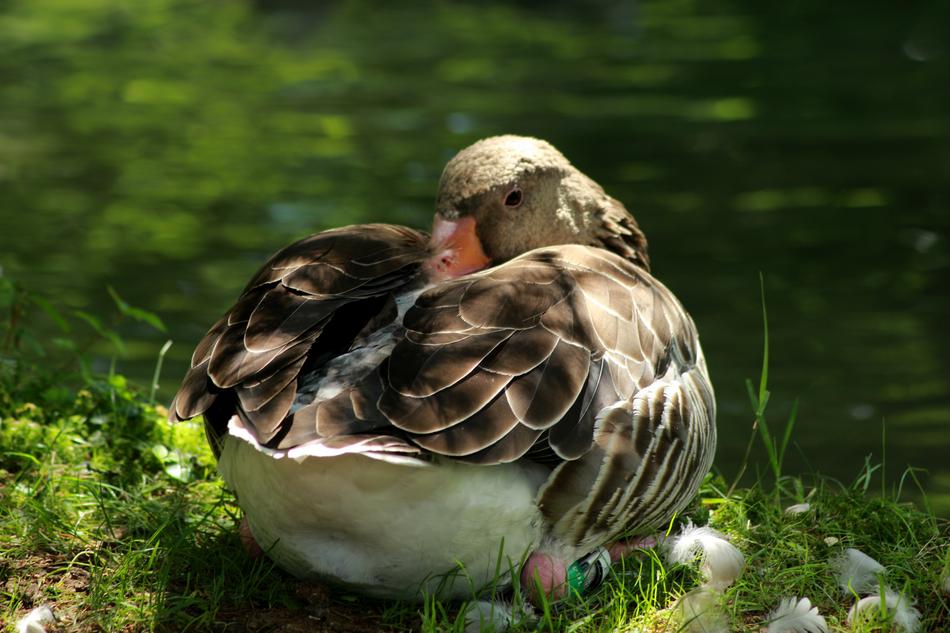 duck brushing its feathers in the grass