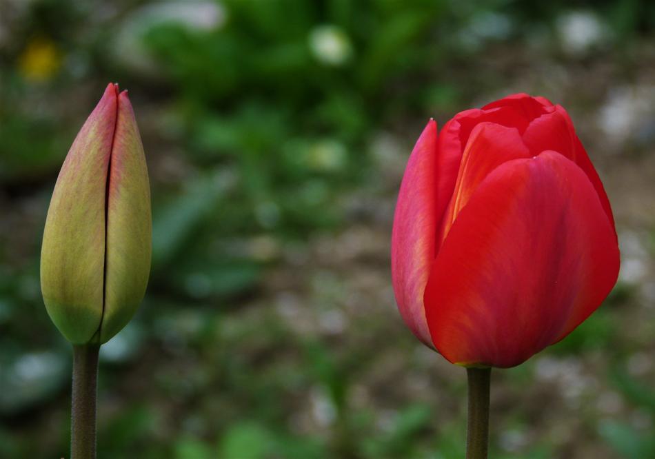 Tulip Tulips Bud