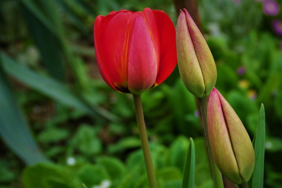 Tulip Tulips Bud