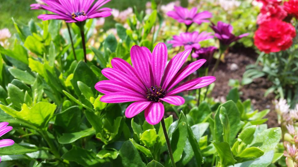 Daisy Flower Garden