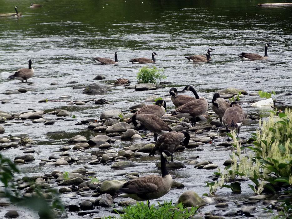 flock of canadian geese on the rocks by the pond