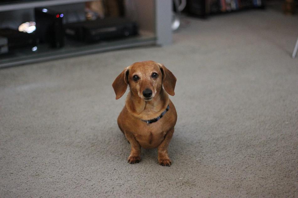 domestic Dog Dachshund