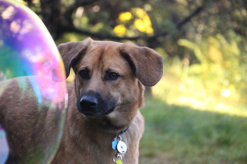 Cute and beautiful, brown dog behind the colorful soap bubble, among the plants
