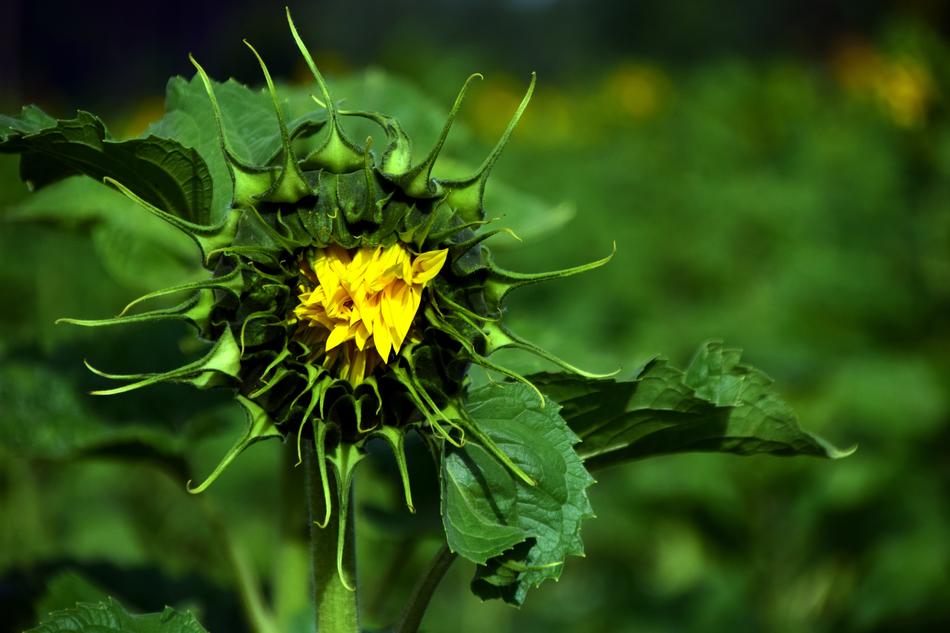 Sunflower Green Yellow