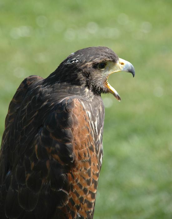 photo of Eagle Raptor Bird