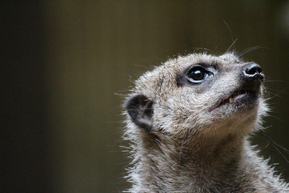 Portrait of the cute and beautiful, furry meerkat, at blurred background