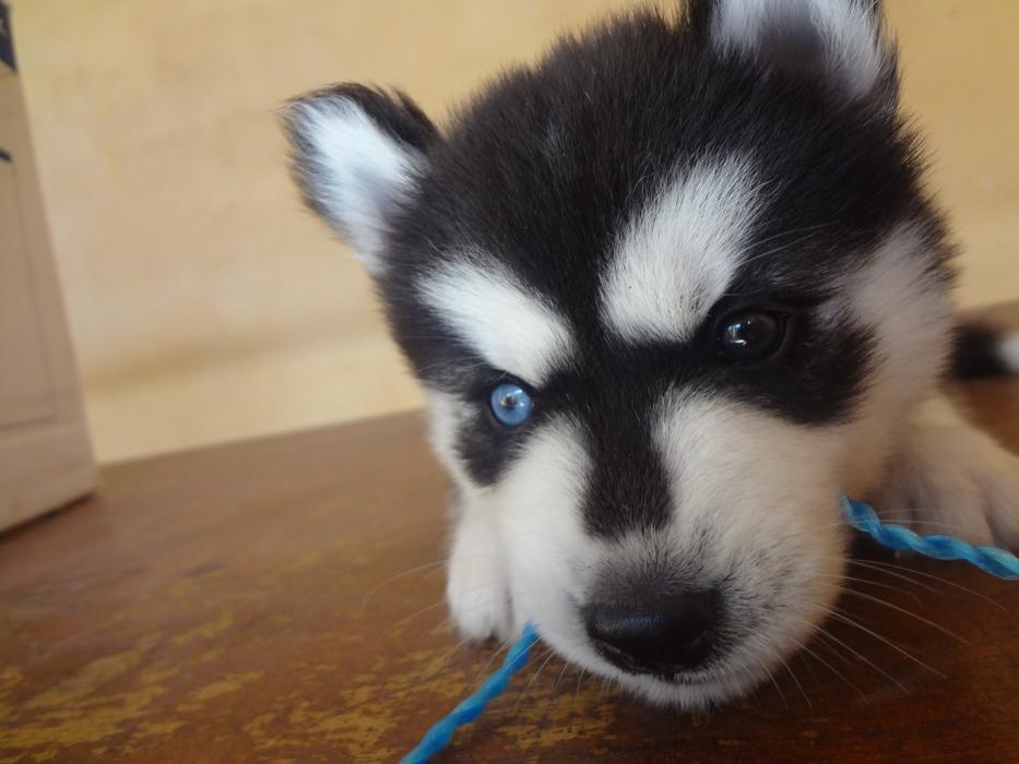 Dog Puppy Animal