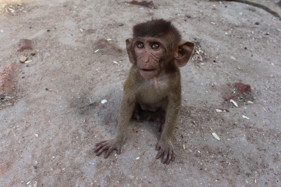 Monkey Sweet Cute