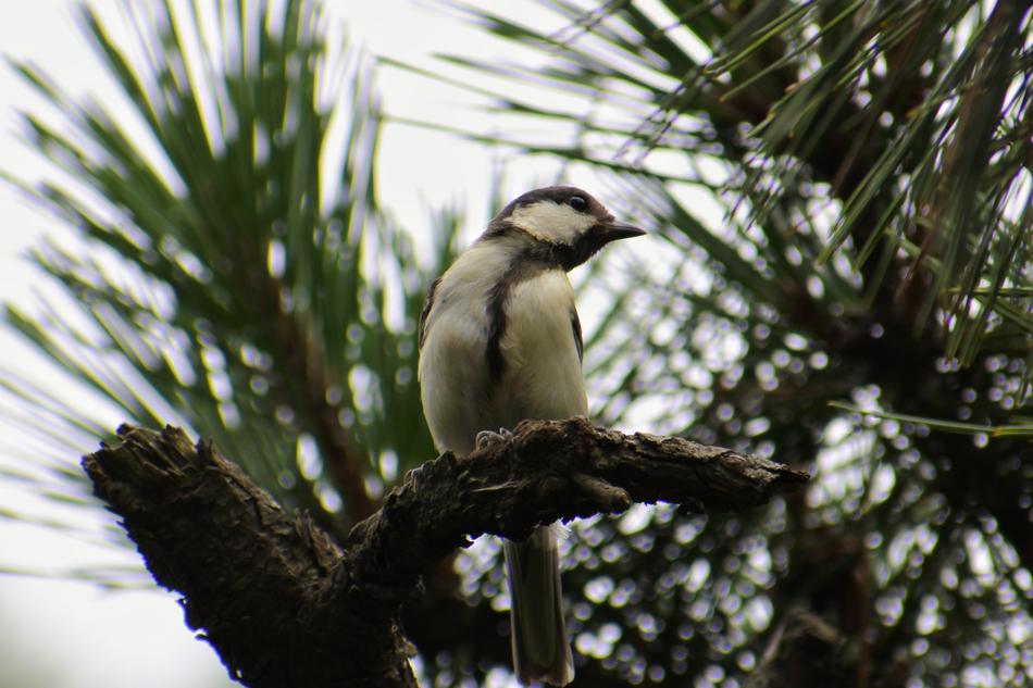 Animal Forest Pine