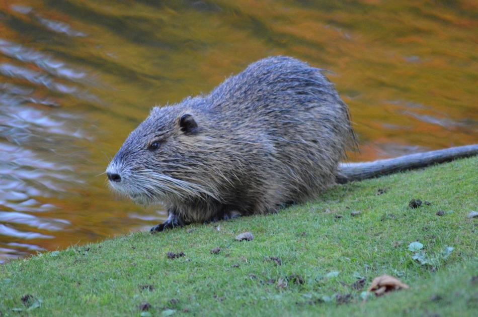 Beavers Lakes at Wildlife