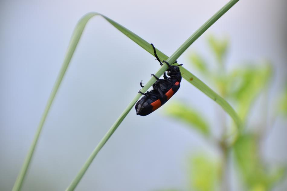 Bug Beetle Cleroidea