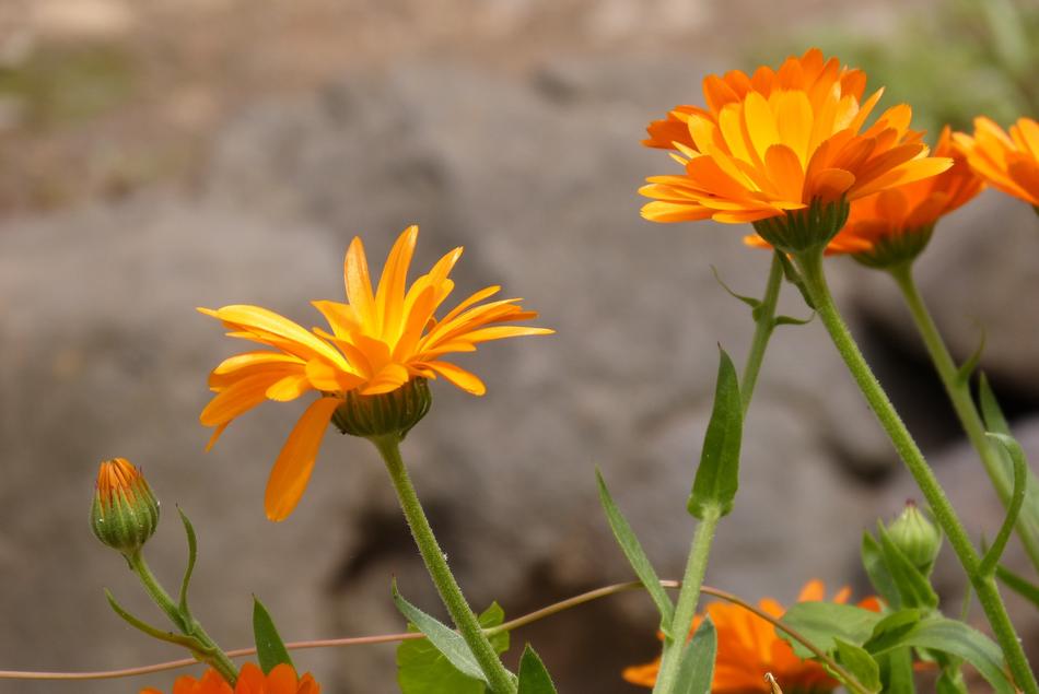 orange sunlit flowers