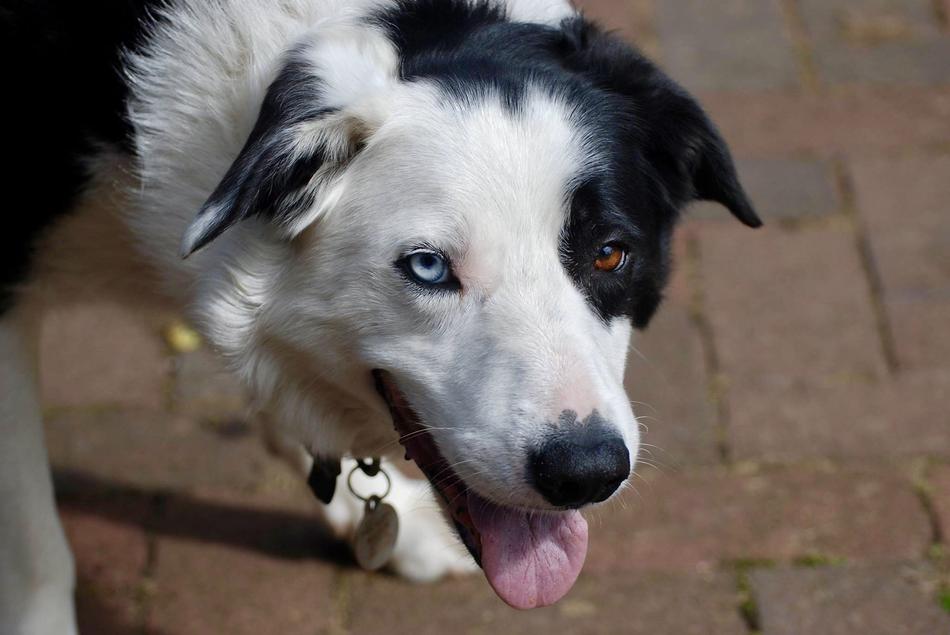 Border Collie