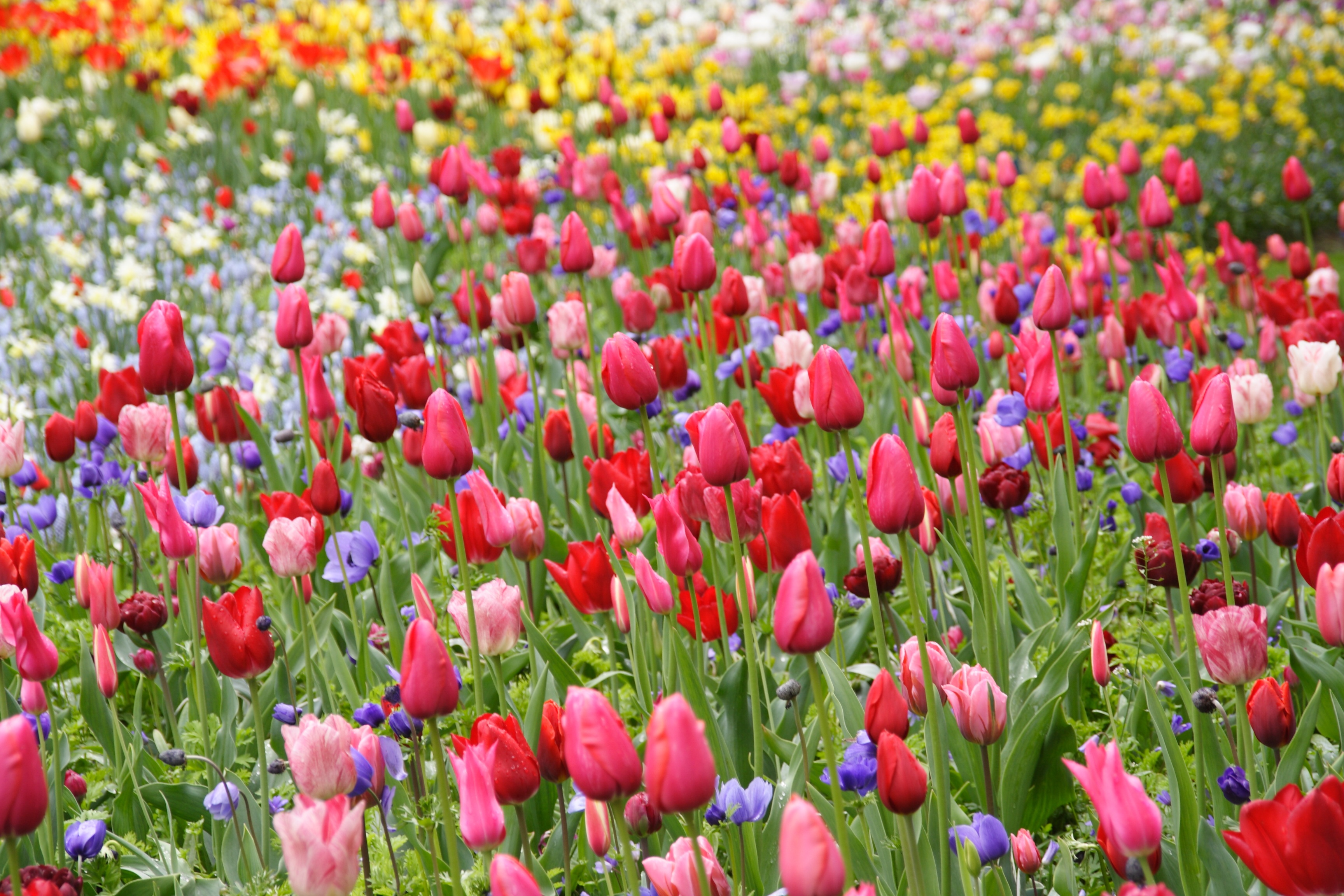 Tulip Spring free image download