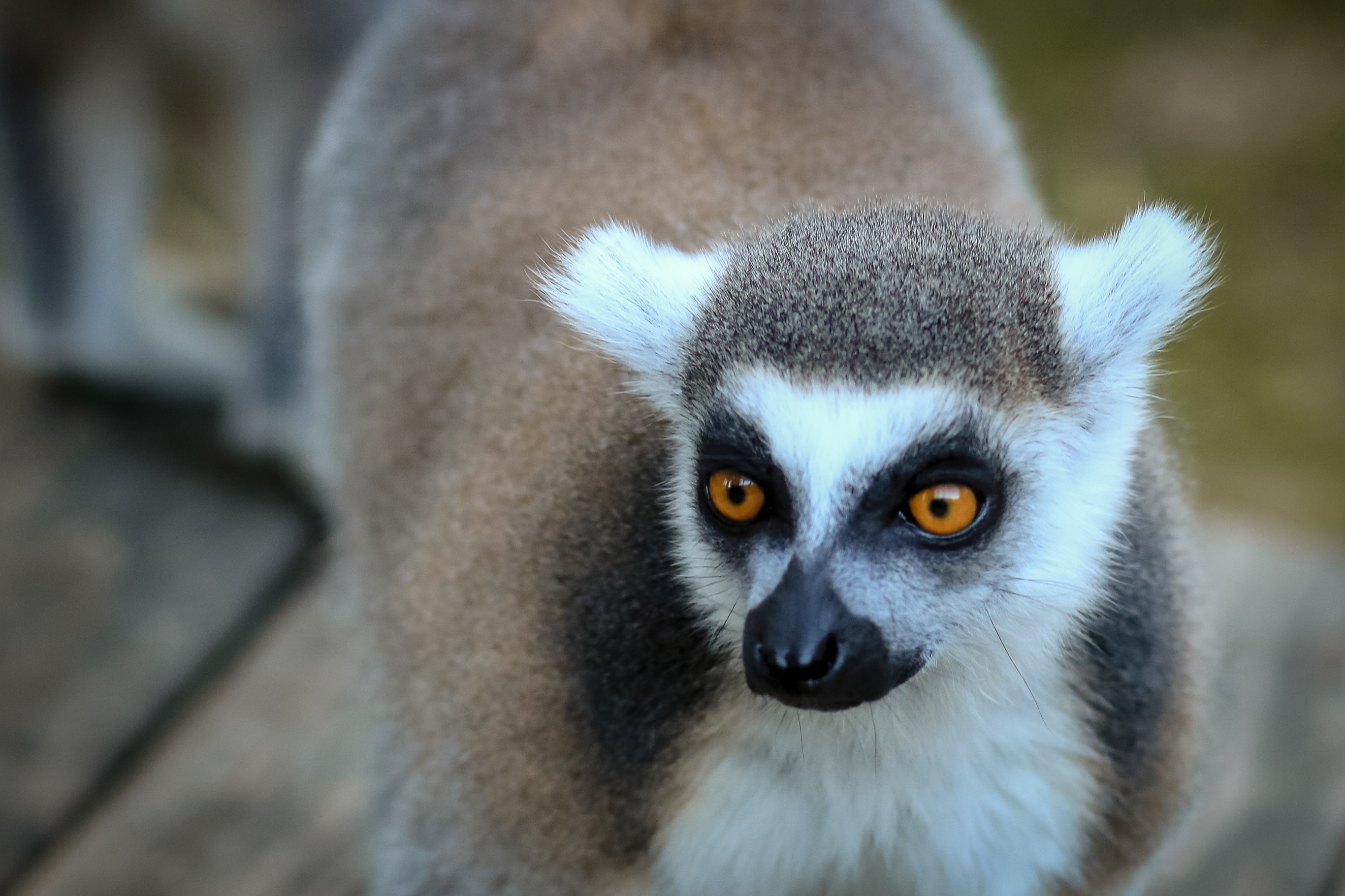 Lemur Lemurs Animals free image download