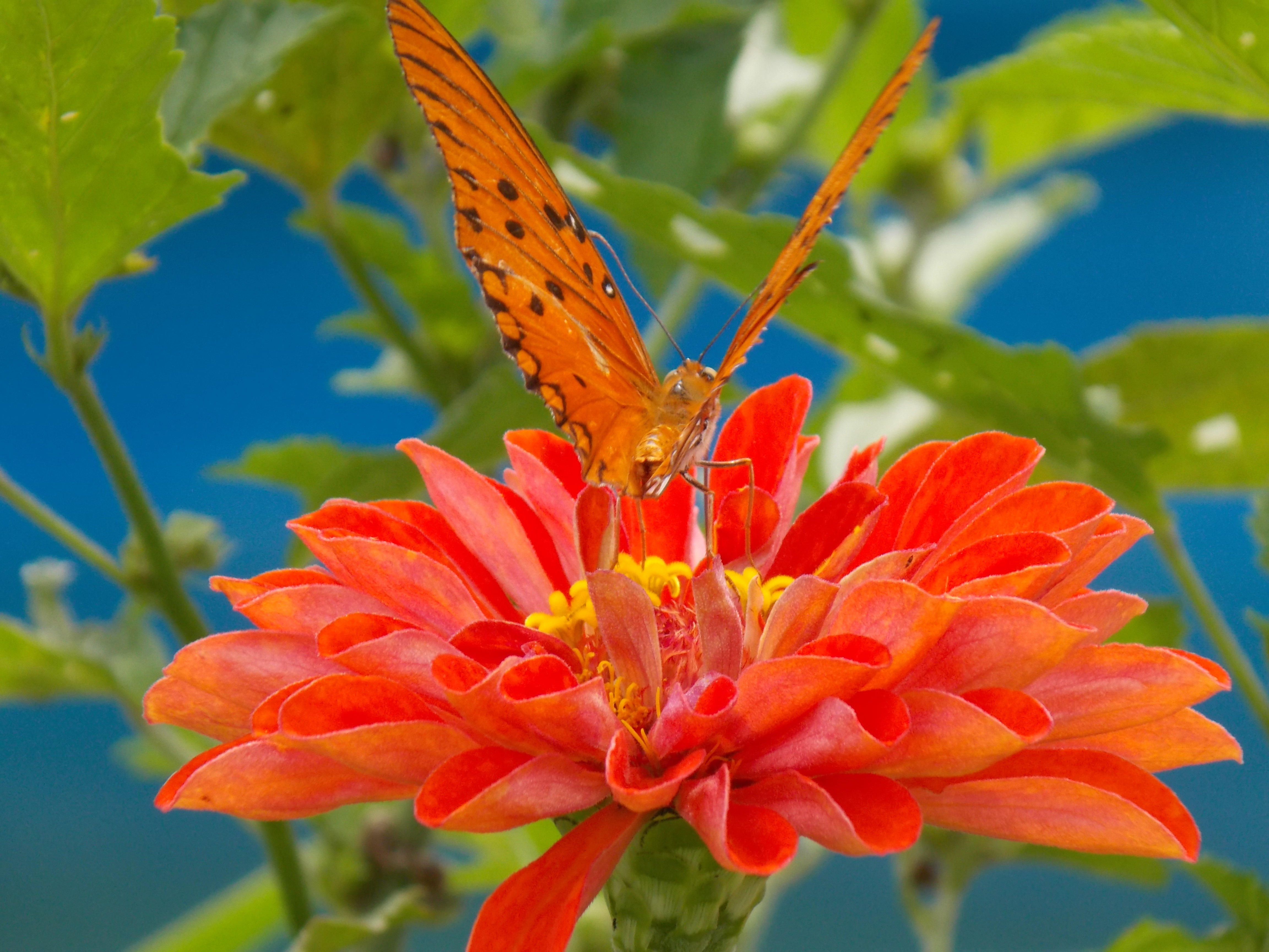 Цветок butterfly. Баттерфляй цветок. Цветок Баттерфляй фото. Рой бабочек фото. Баттерфляй цветок комнатный фото