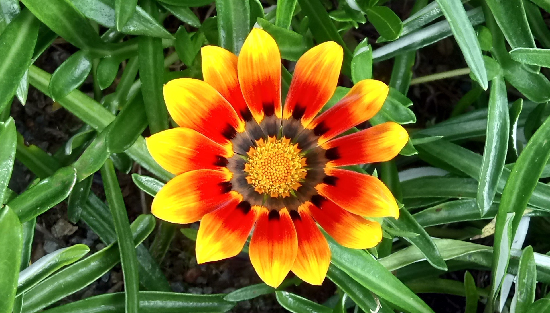 Gazania Flower Golden free image download