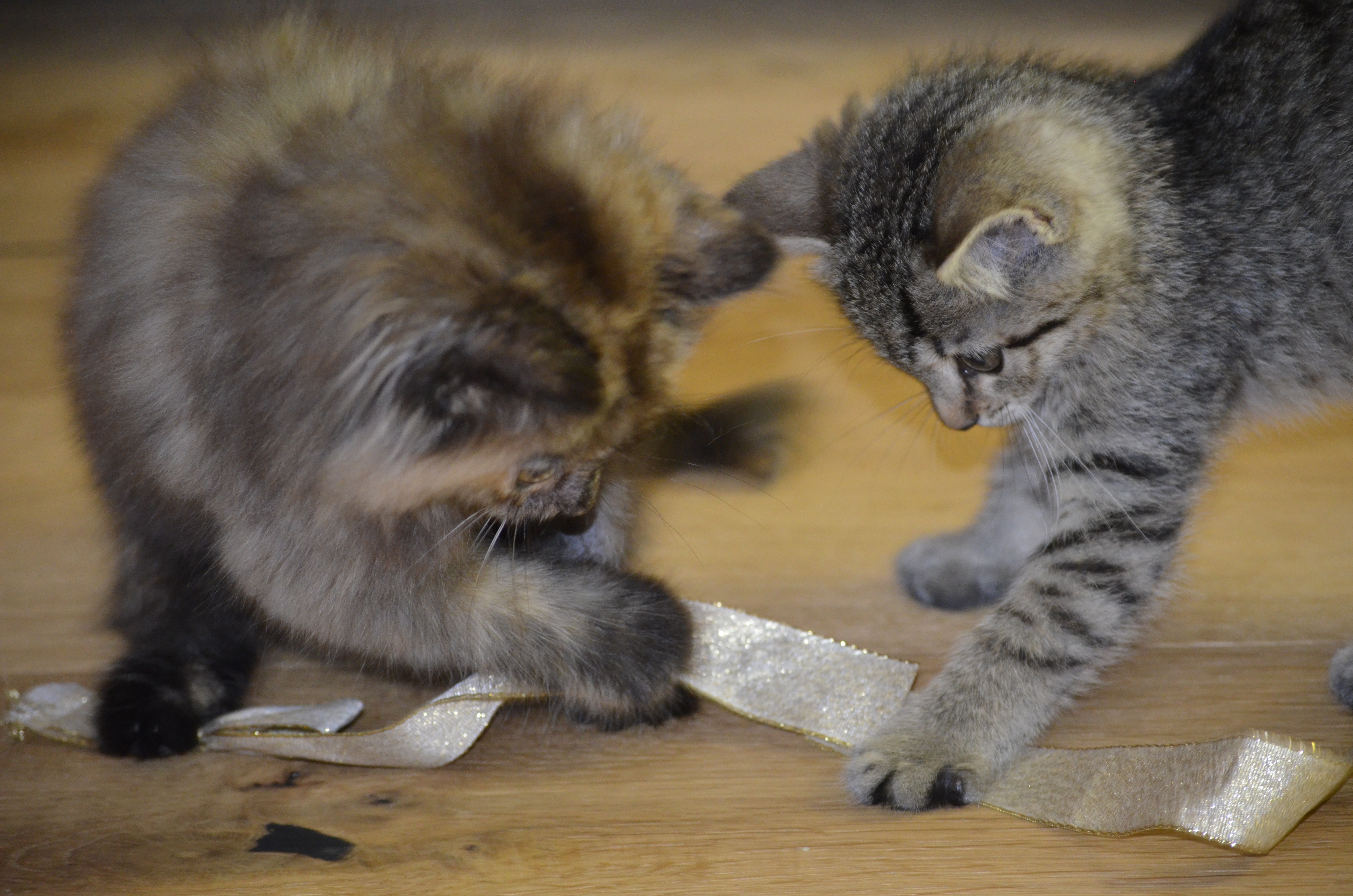 Котята играют предложение. Котята играются. Котенок играет. Два играющих котенка. Котята играют друг с другом.