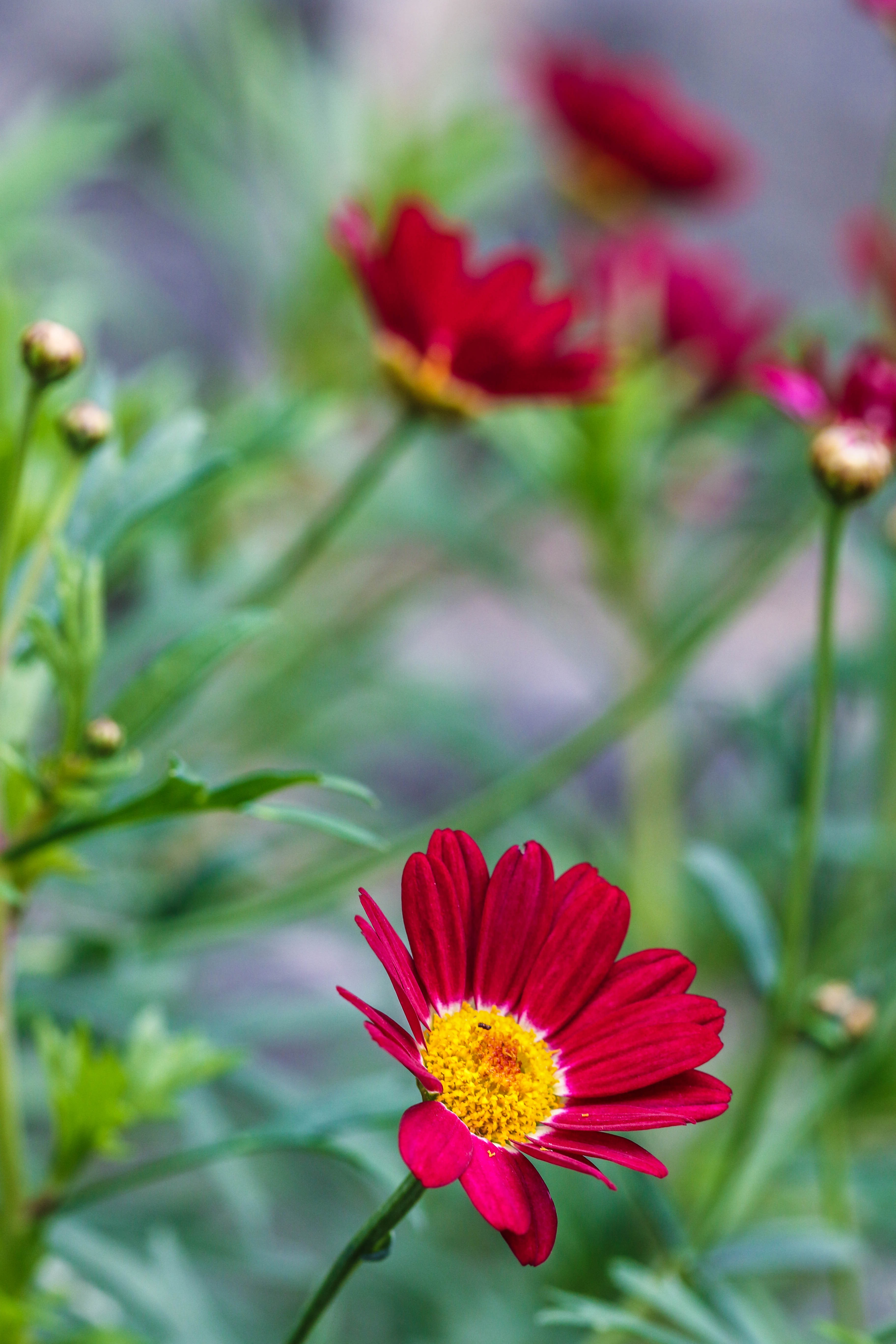 Flower Garden Summer free image download