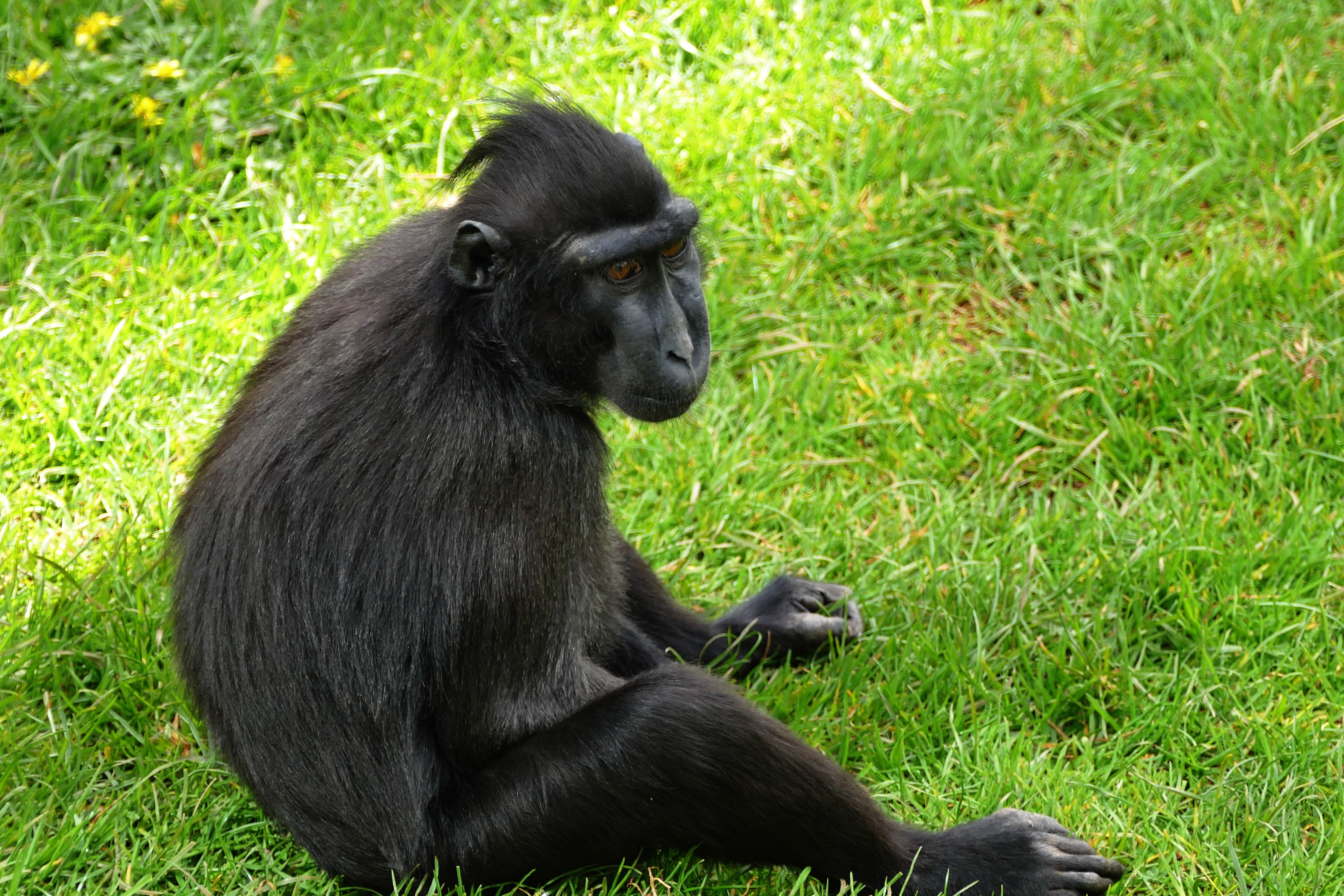 Черная макака. Черная обезьяна. Человекообразные обезьяны. Черный шимпанзе.