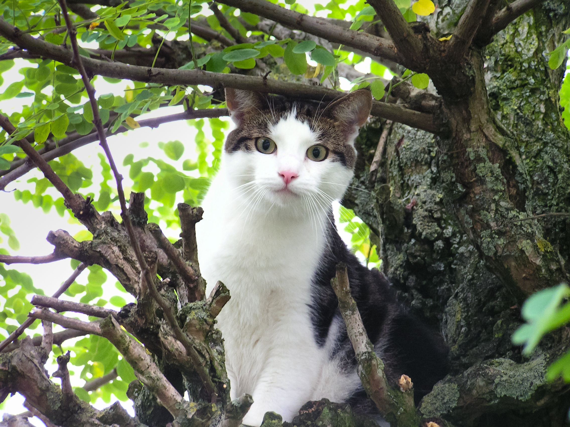 Cat Stuck Tree free image download