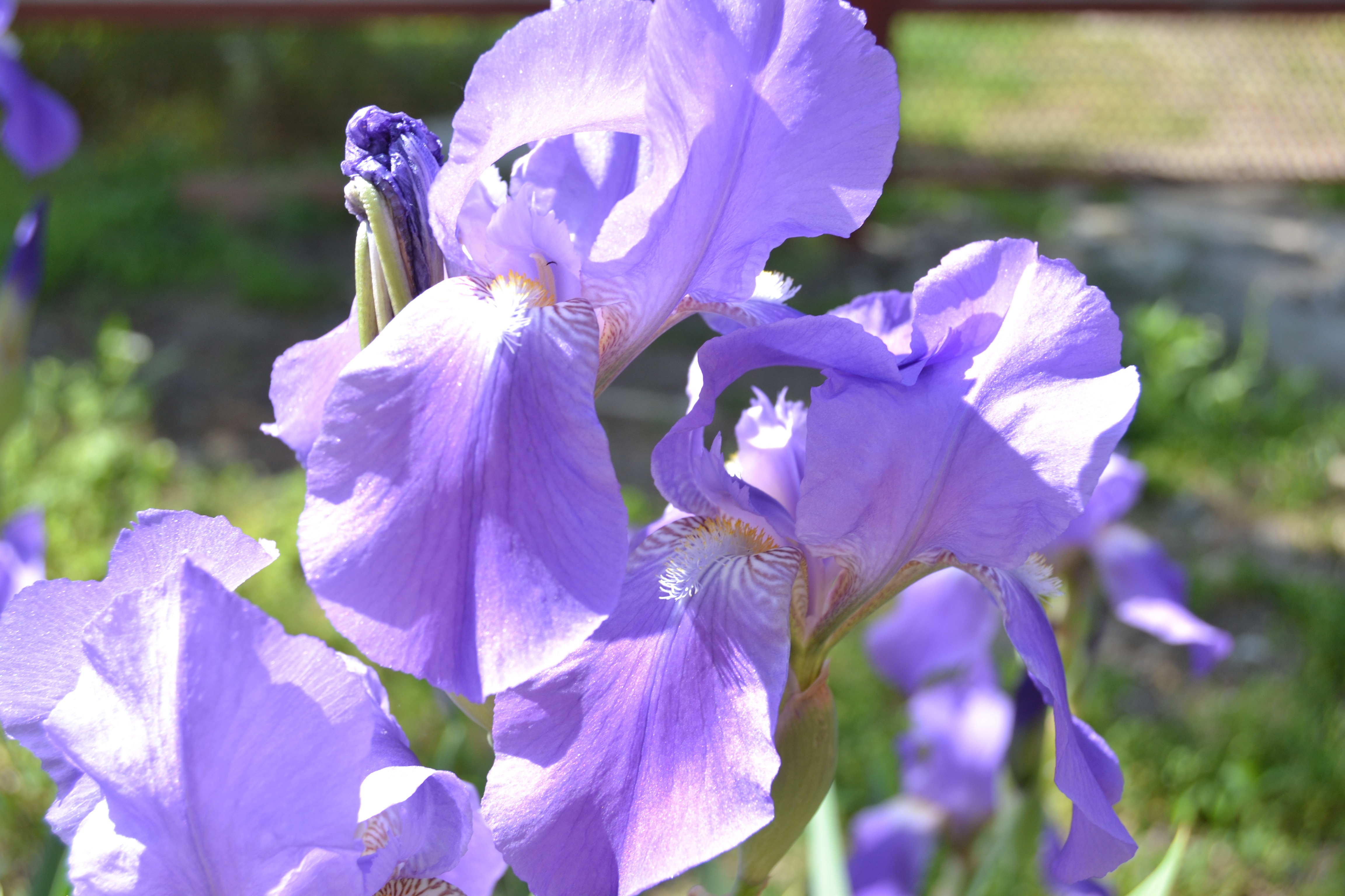 Ирис фиолетовый обыкновенный