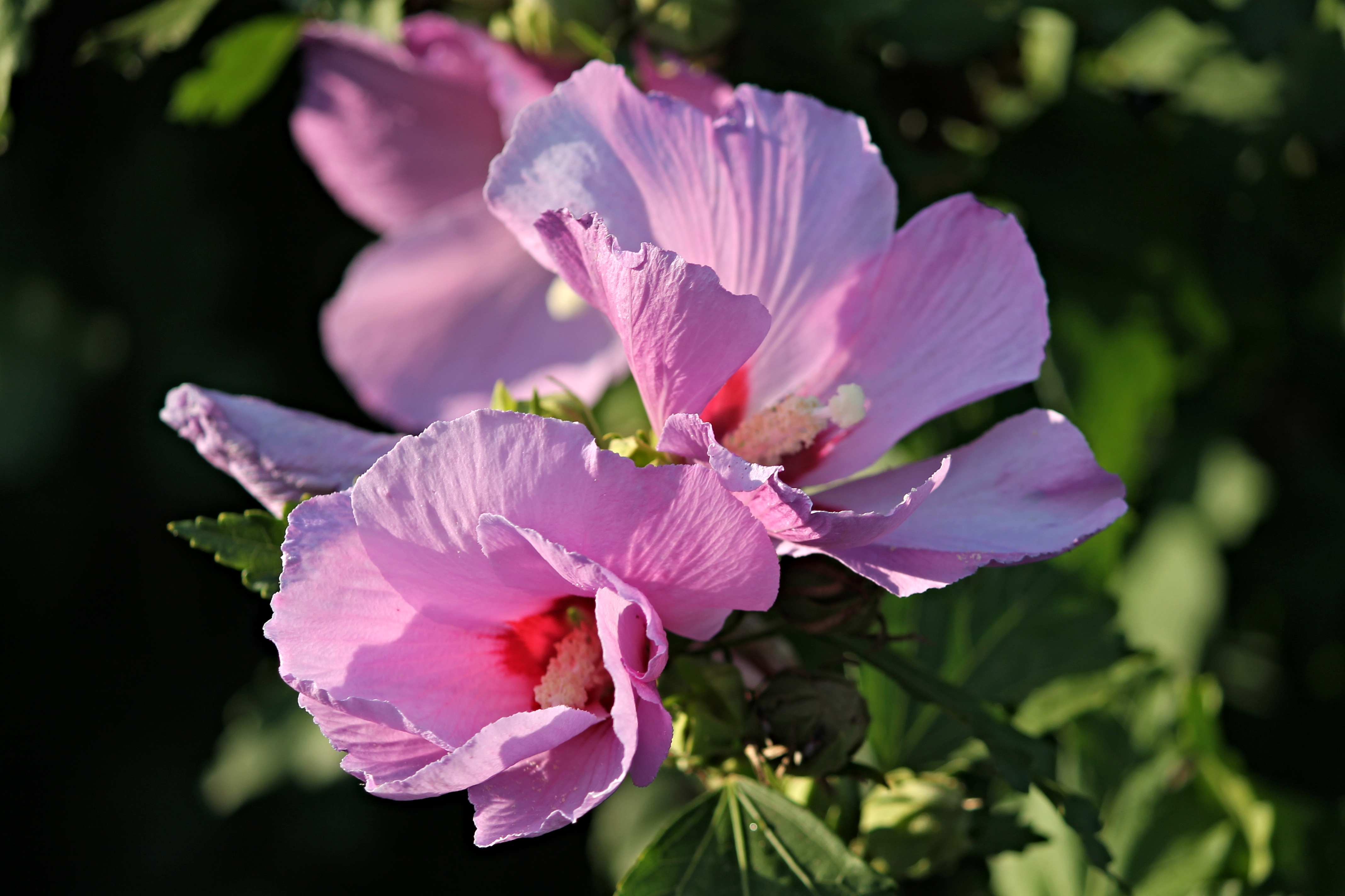 Hibiscus Marshmallow Mallow free image download