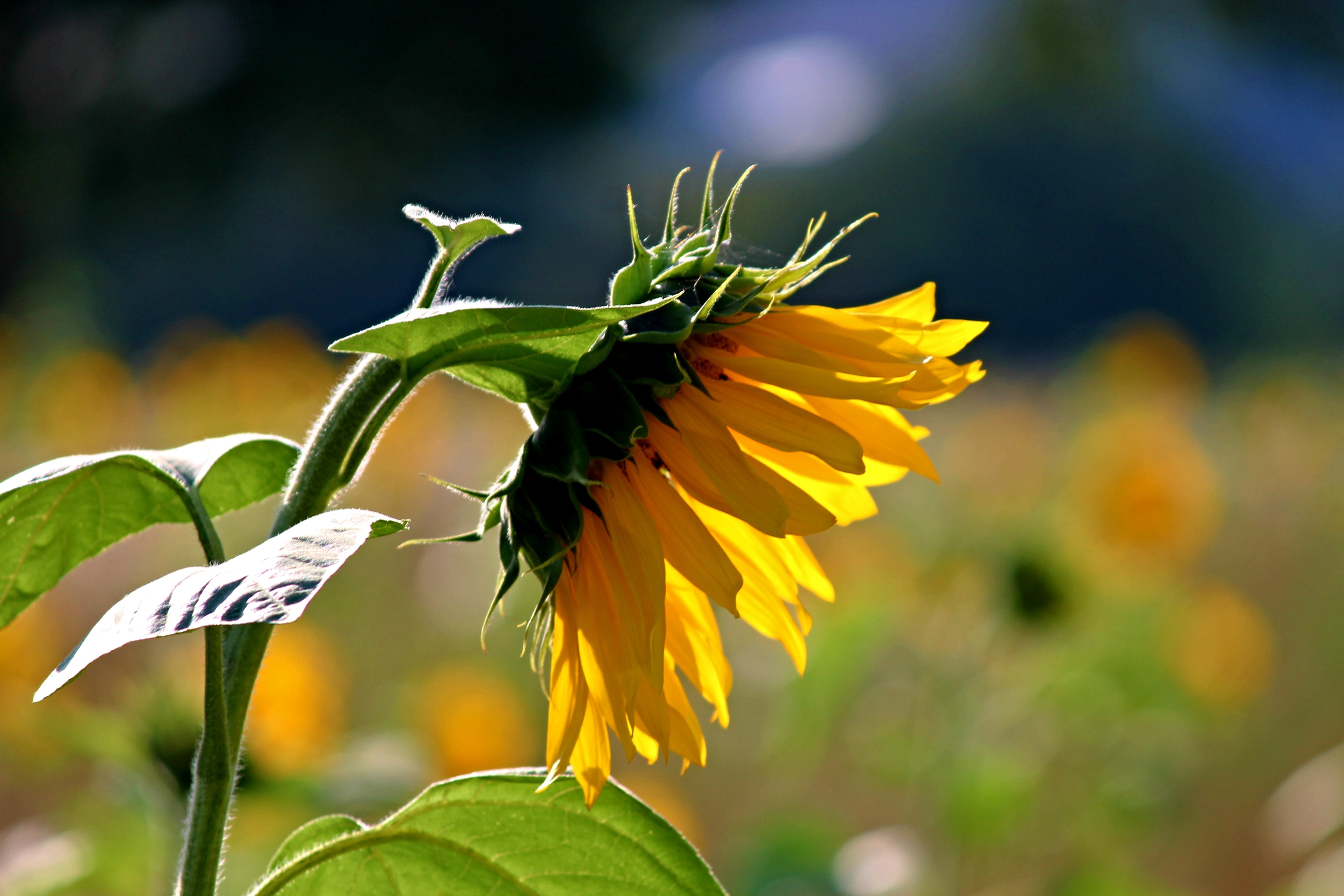 Sunflower Blossom Bloom free image download